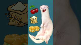 The Hidden Dangers in Food for Ferrets [upl. by Ulland]