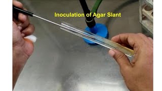 Inoculation on agar slant [upl. by Starlene]