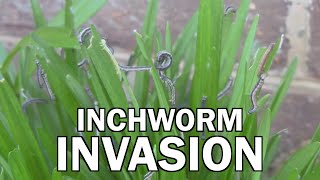 Inchworm Invasion Trailer [upl. by Saihttam]