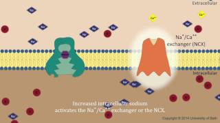 Digoxin  mechanism of action [upl. by Hamann215]