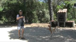 Ejercicios con cachorros Podencos andaluces [upl. by Neetsirk]