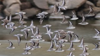 A Shore Full of Birds  4K [upl. by Adnauqahs]