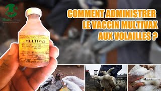 Voici comment vacciner les poules dindons dans vôtre Elevage [upl. by Valer]