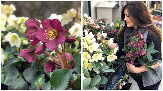 Planting Hellebores  Garden Answer [upl. by Massingill]