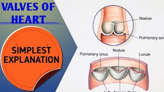 VALVES OF HEART [upl. by Krid888]