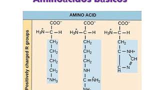 BIOQUÍMICA PARA VETERINARIOS PROTEÍNAS [upl. by Corrinne973]