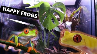 Red Eye Tree Frog Bioactive Vivarium Set Up Tutorial [upl. by Litnahc517]