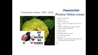 Jardinage Paeonia ltoh Pivoine yellow crown Plante vivace [upl. by Ilime359]