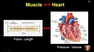 Basic Hemodynamic Principles Viewed Through Pressure Volume Relations Part 1 [upl. by Niko]