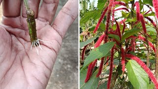 How to Grow Acalypha Hispida From Cutting Propagation in Water [upl. by Call930]