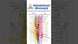 Back musclesIntrinsicThoracic anatomy bones drawing illustration art muscles back [upl. by Damian]