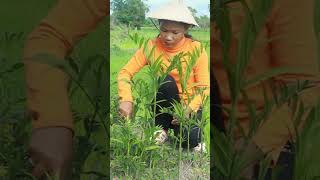 Life and living depend on adaptive to the naturally vegetables food shortvideo youtubeshorts [upl. by Ieppet]