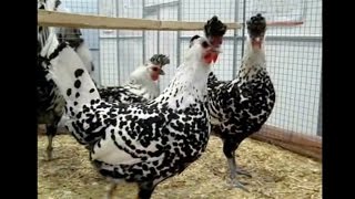 Appenzeller Spitzhauben National German Poultry Show 2014 [upl. by Drummond]