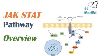 JAKSTAT Signaling Pathway [upl. by Aned]