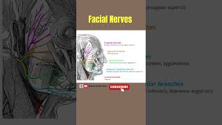 Facial Nerves  Nerves of Face facialnerves nerve anatomy facialanatomy alliedhealthsciences [upl. by Massimiliano879]