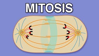 MITOSIS CYTOKINESIS AND THE CELL CYCLE [upl. by Aseneg]