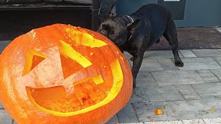 Bodzio Buldog francuski i dynia halloween [upl. by Madra]