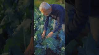 Three types of broccoli for very different harvests Charles Dowding [upl. by Ahola]