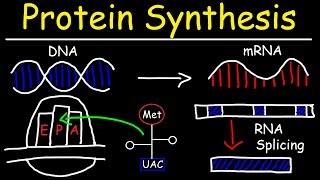 Transcription and Translation  Protein Synthesis From DNA  Biology [upl. by Didi]