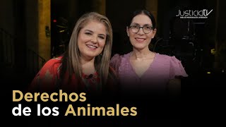 Derechos de los animales [upl. by Anes]