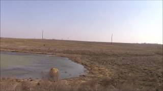 Falconry Hunt With The Texas Hawking Association [upl. by Benyamin853]