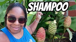 Growing Shampoo Ginger Awapuhi VLOG  Growing  Benefits  Harvest [upl. by Noemys211]