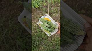 பாகற்காய் அறுவடை l bitter gourd harvesting l how to grow bitter gourd plant shorts gardeningagri [upl. by Arjan]