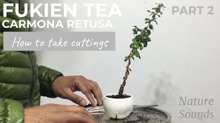 Fukien Tea Carmona Retusa How To Take Cuttings and Plant Them Part 2 Jan2022 [upl. by Anelec]