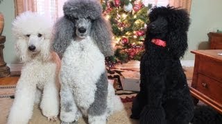 Christmas Fun with the Poodles [upl. by Ybur452]