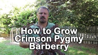 How to grow Crimson Pygmy Barberry Dwarf Barberry with a detailed description [upl. by Yetsirhc]