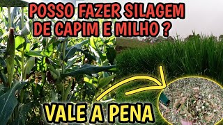 como fazer silagem de Brs capiaçu e milho em sacos plásticos reaproveitados silagem mista [upl. by Nesnej752]