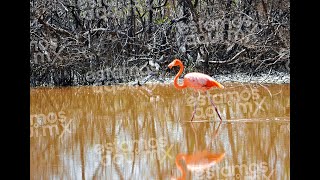 Curiosidades de los flamingos [upl. by Ssidnac770]