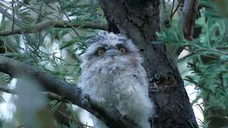 Tawny Frogmouth family feeding at dusk Melbourne Australia 30 November 2021 P3380304 [upl. by Einobe864]