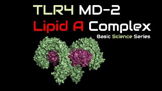 Tolllike receptor 4  LPS  Lipid A  MD2  Endotoxin  Immune System  Basic Science Series [upl. by Flossy165]