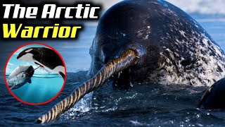 Narwhal  The Arctic Wardens Magical Weapon [upl. by Edahc]