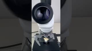 Garlic magnified 400 times is amazingshorts fyp science microscope shortsvideo [upl. by Eisle]