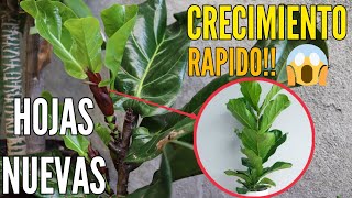 FICUS LYRATA Pandurata🌱🌿 Secreto para que tus hojas crezcan saludables y hermosas [upl. by Nitsyrc]