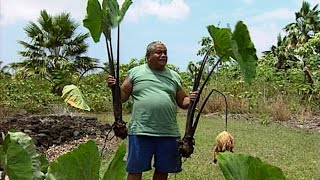 ‘Ele‘ele Naioea Plant Descriptors  with Jerry Konanui [upl. by Weaks669]