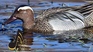 MART TIKIRI  ÇIKRIKÇIN ÖRDEĞİ SESİ GARGANEY Duck Sound [upl. by Clausen]