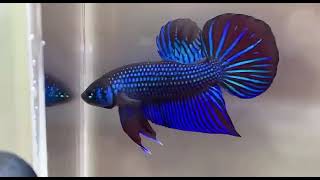 The Most Stunning Betta Fish Youve Ever Seen bettafish bettafishfight betta fish [upl. by Pickering]