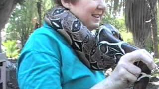 Girl gets choked by snake [upl. by Rame]