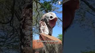 Great Potoo 👀 The Creepiest Bird [upl. by Oniuqa138]