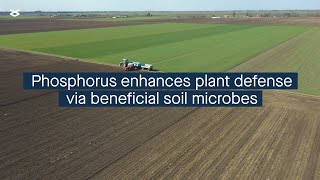 Phosphorus availability influences plant defense via effects on beneficial soil microbes [upl. by Yenohtna]