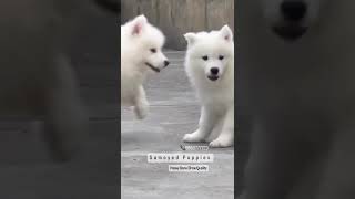 Samoyed Puppies [upl. by Iadahs]