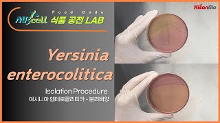 MBcell 식품공전 여시니아 엔테로콜리티카 시료 분리배양 실험하기  Yersinia enterocolitica [upl. by Billy]