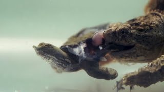 snapping turtles eating live tortoises，Live feeding [upl. by Scherman474]