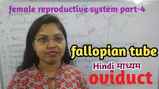 female reproductive system part4fallopian tubeHindi माध्यमoviductclass1012thNCERTboard ampneet [upl. by Aihsik217]