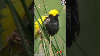 Parrot Paradise Exploring the World of Talking Birds  Lihami 111 BeautifulBirds Birds4K [upl. by Silverts]