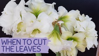 HOW TO PREPARE HIPPEASTRUM BULBS FOR DORMANCY  WHEN SHALL I CUT HIPPEASTRUM LEAVES [upl. by Drawets937]