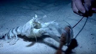 Mantis Shrimps  Deadly 60  BBC Earth [upl. by Etrem]